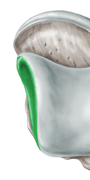 Medial malleolar facet of talus (#3515)