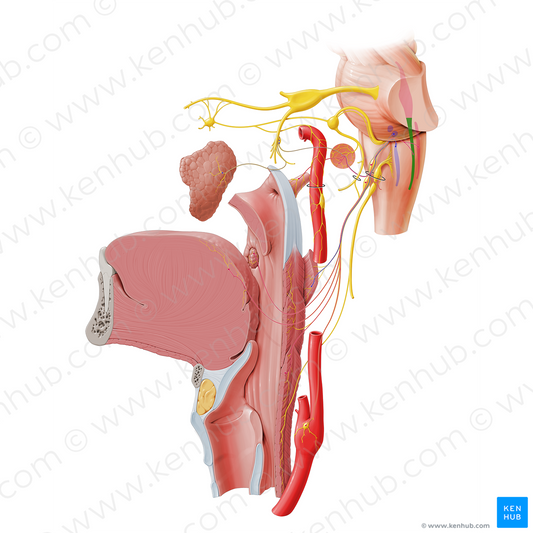 Spinal nucleus and tract of trigeminal nerve (#7201)