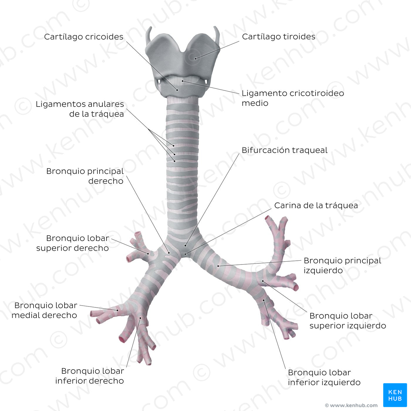 Trachea and bronchi (Spanish)