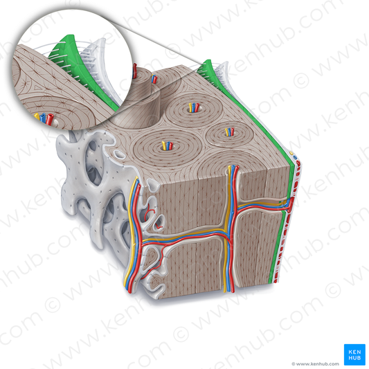 Osteogenic layer of periosteum (#21374)