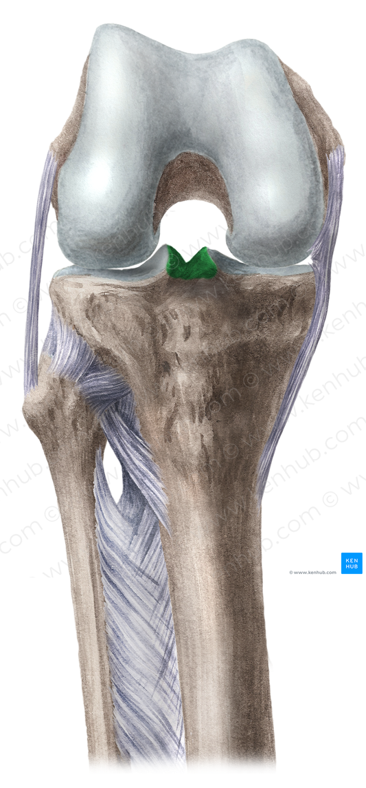 Intercondylar eminence of tibia (#3386)