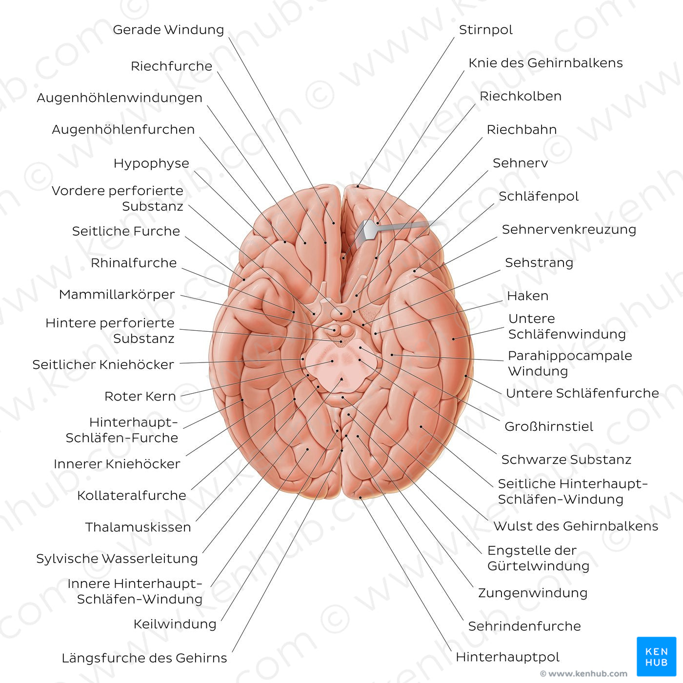 Basal view of the brain (German)