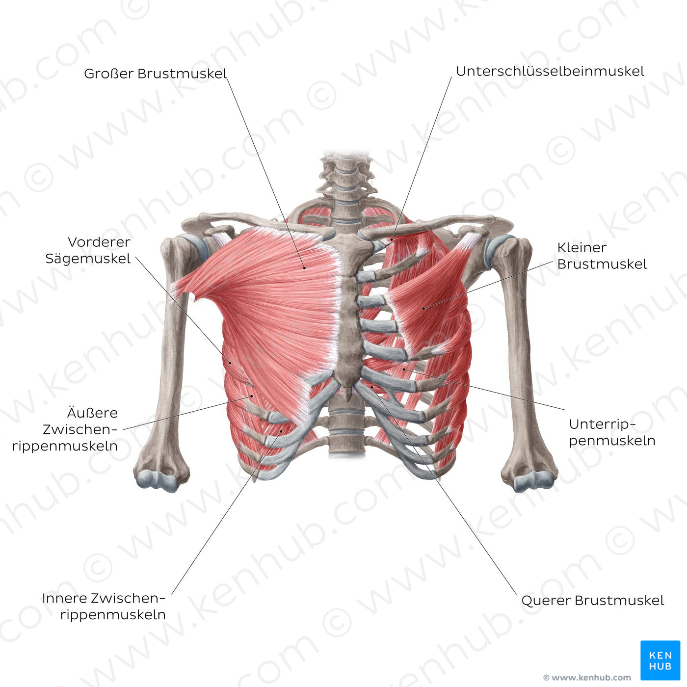 Muscles of thoracic wall (Anterior view) (German)