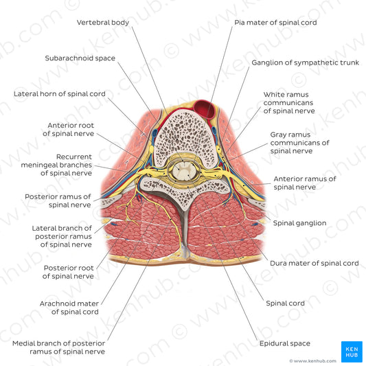 Spinal cord in situ (English)