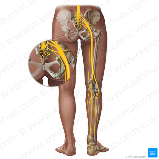 Pudendal nerve (#18287)