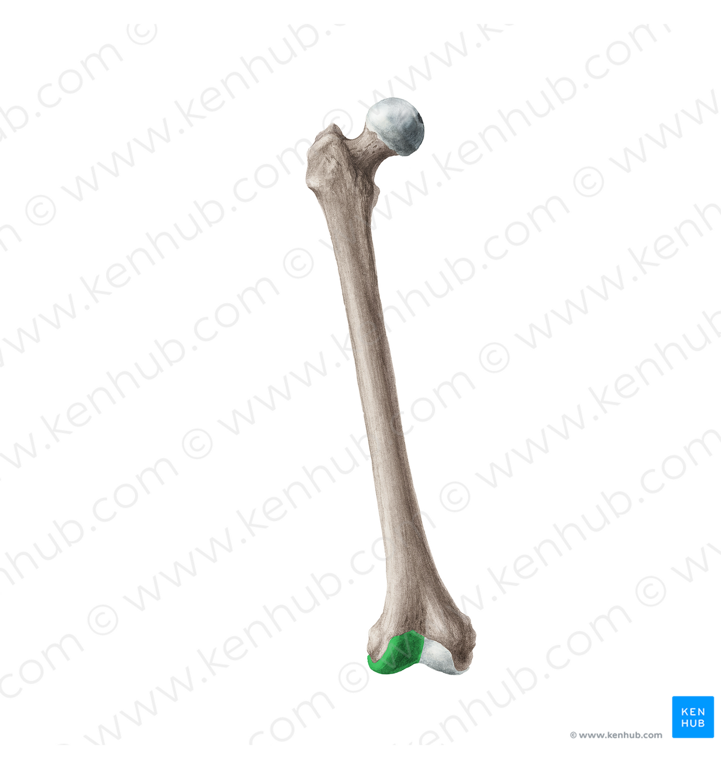 Lateral condyle of femur (#19956)