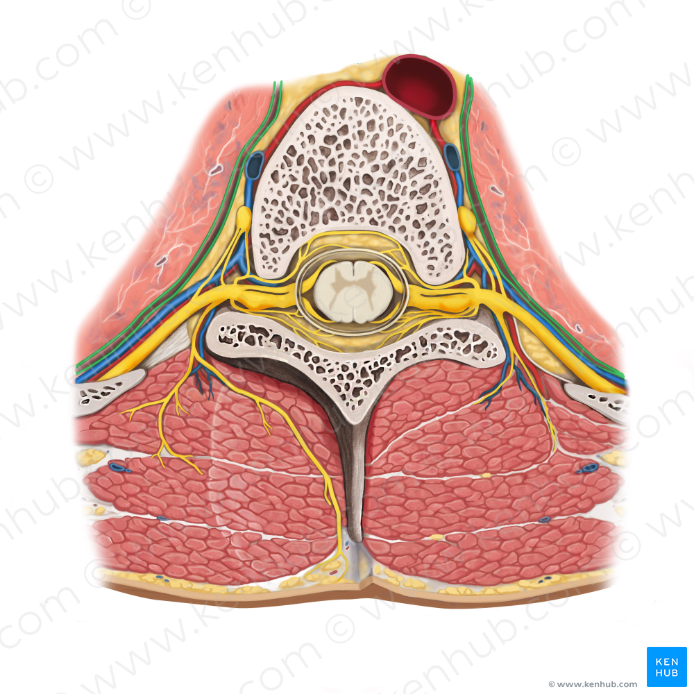 Pleura (#7941)