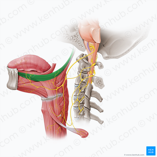 Styloglossus muscle (#6033)