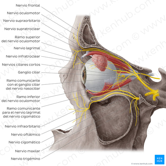 Nerves of orbit (Lateral view: eyeball in situ) (Spanish)