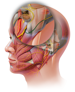 Posterior auricular nerve (#6335)