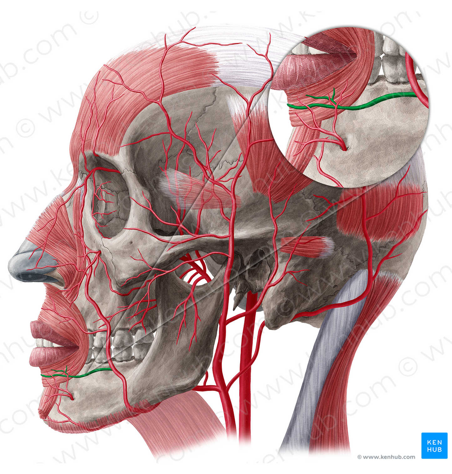 Inferior labial artery (#1466)