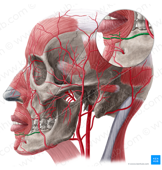 Inferior labial artery (#1466)