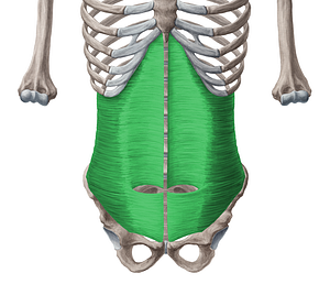 Transversus abdominis muscle (#6107)