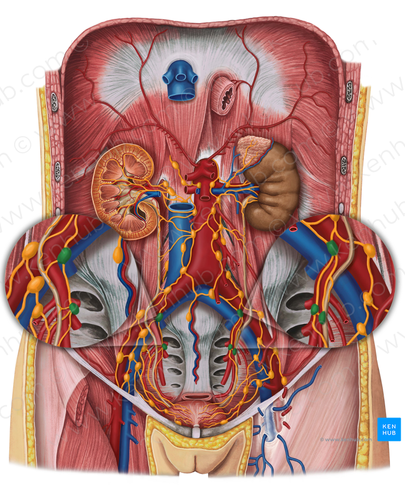 Internal iliac lymph nodes (#7027)