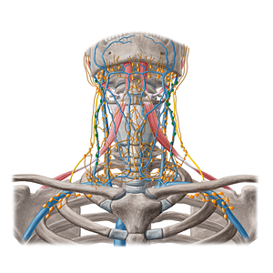 Superficial lateral cervical lymph nodes (#20239)