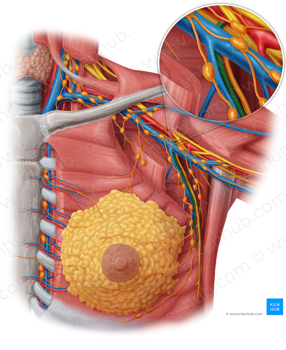 Lateral thoracic artery (#1923)