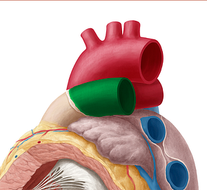 Left pulmonary artery (#1698)