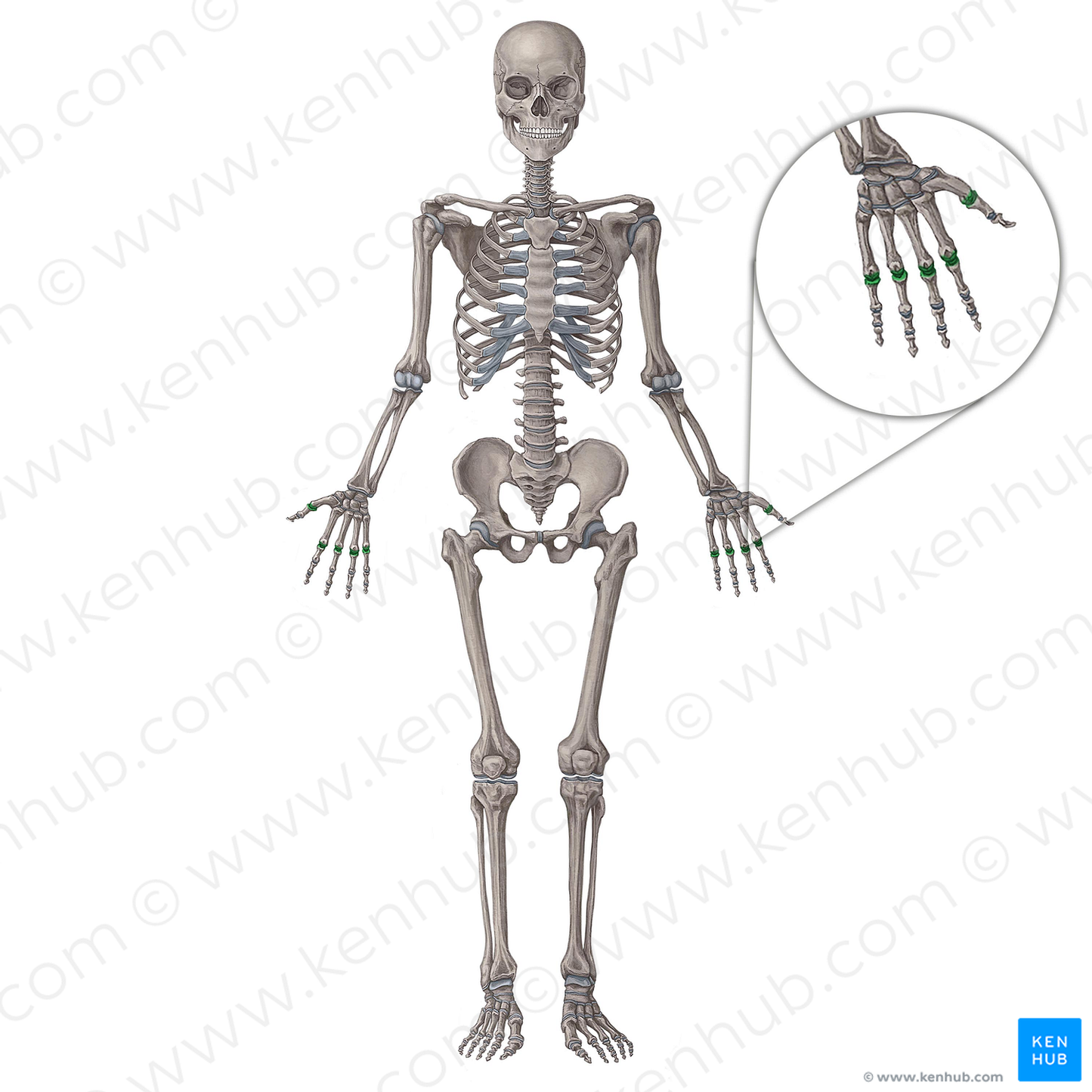 Metacarpophalangeal joints (#2060)