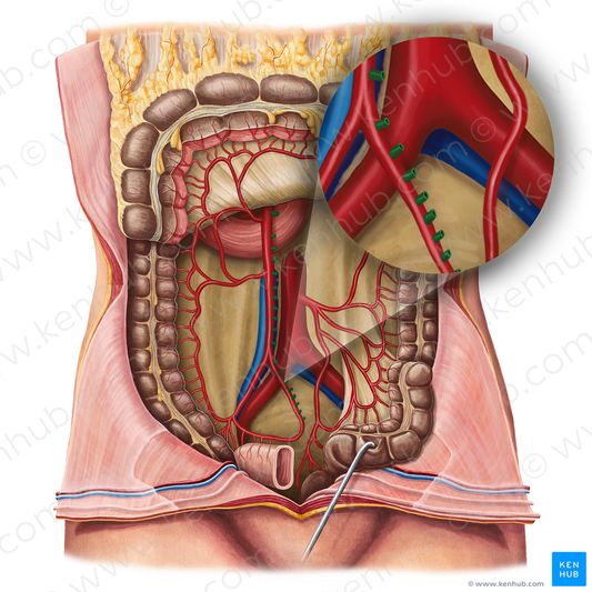 Intestinal arteries (#1164)
