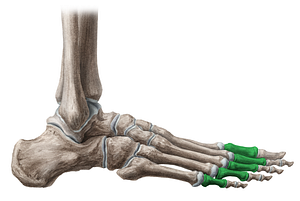 Proximal phalanges of foot (#7900)