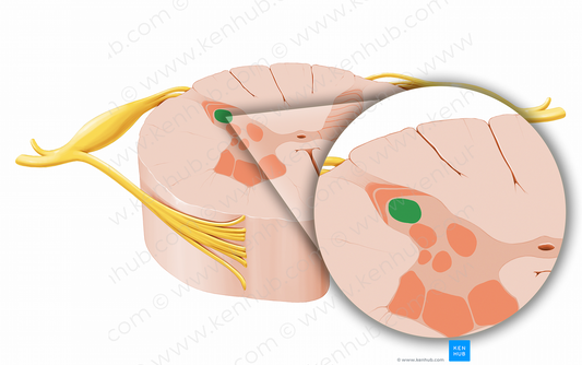 Nucleus proprius (#12055)