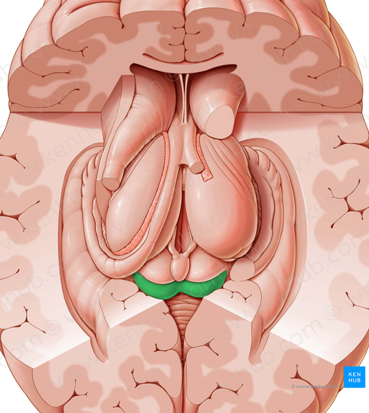 Inferior colliculus (#2659)