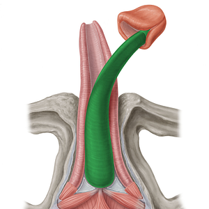 Corpus spongiosum of penis (#2995)