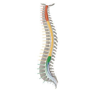 Spinal nerves L1-L5 (#16489)