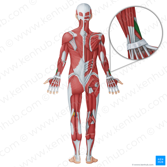 Abductor pollicis longus muscle (#18637)