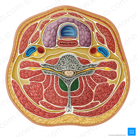 Multifidus muscle (#17316)