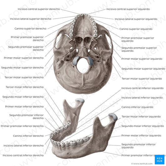 Teeth names (Spanish)