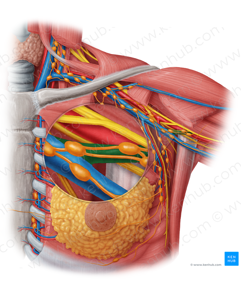 Brachial veins (#9995)