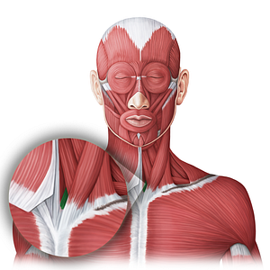 Sternothyroid muscle (#20025)