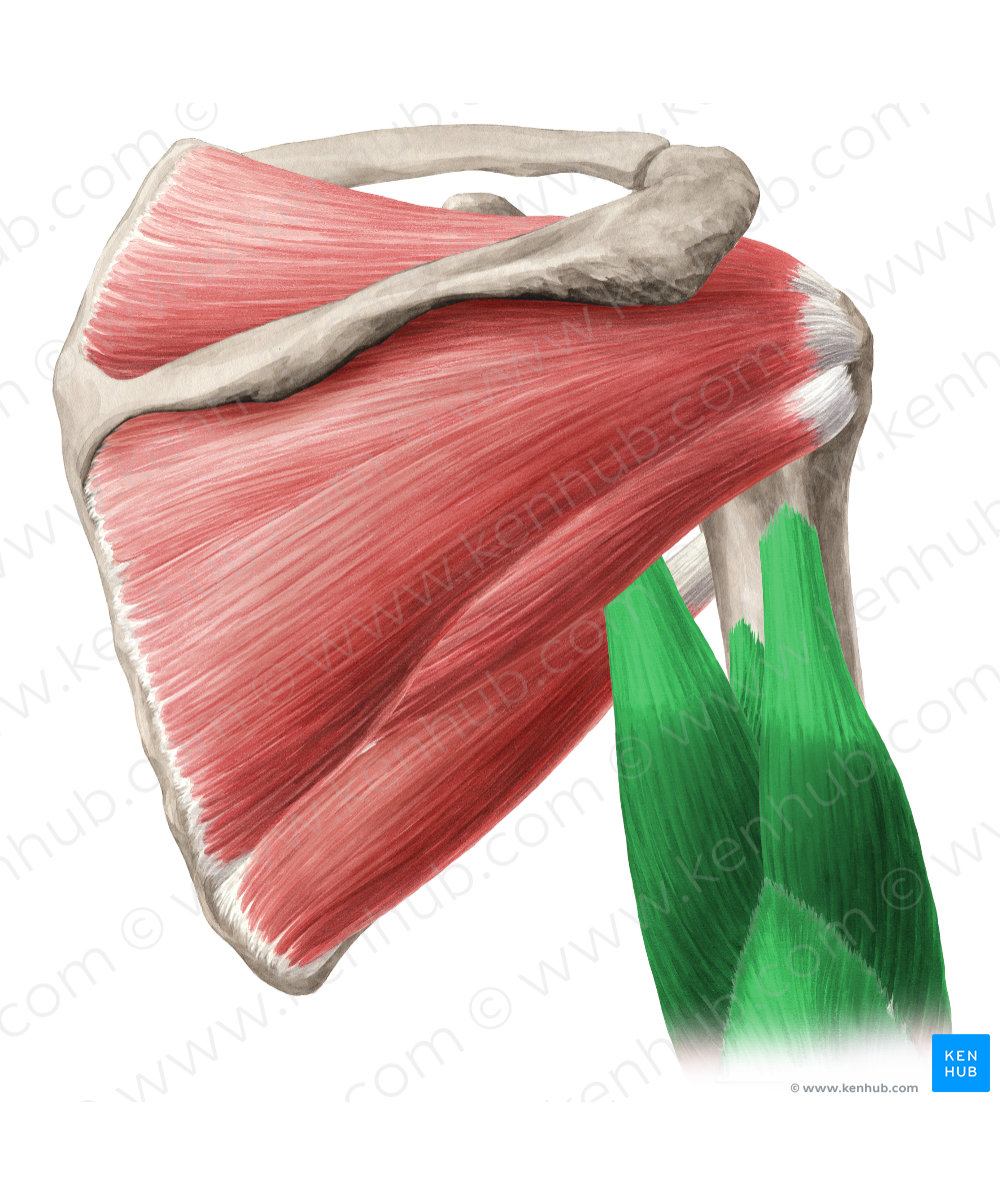 Triceps brachii muscle (#6154)