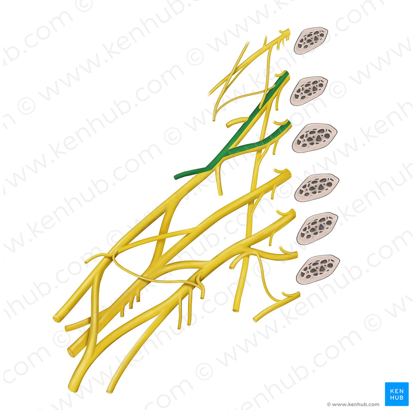 Suprascapular nerve (#6794)