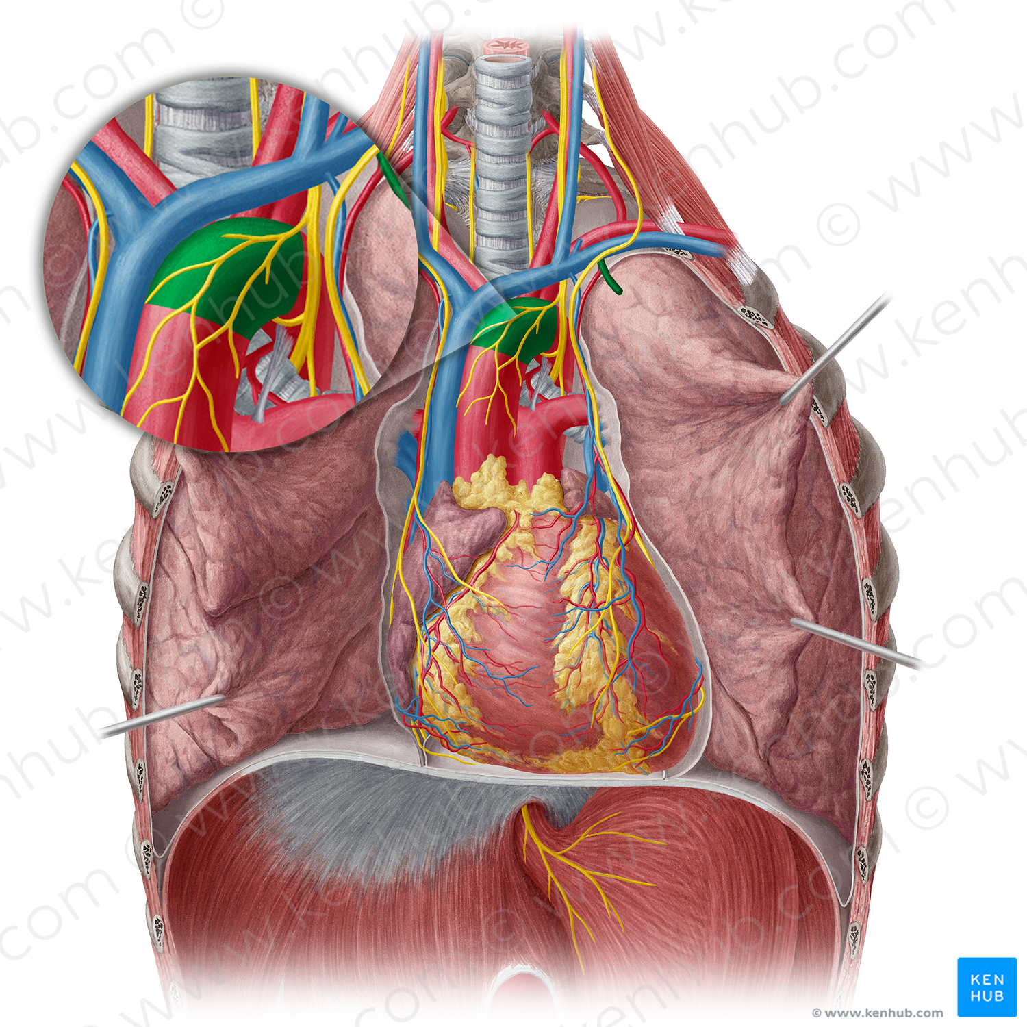 Aortic arch (#819)