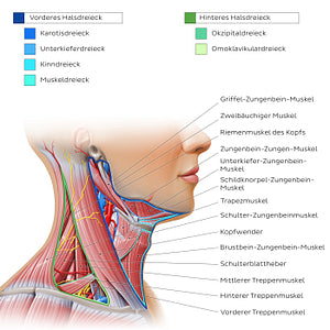 Triangles of the neck (German)