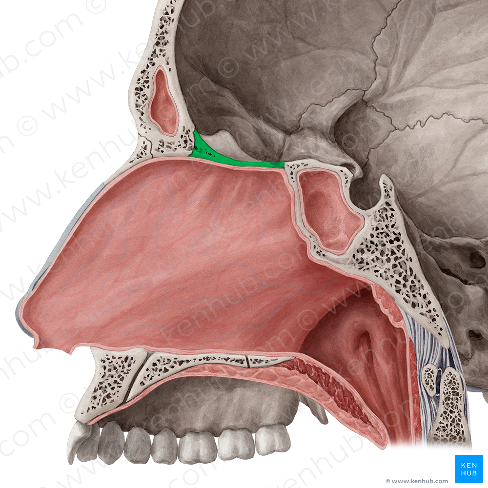 Cribriform plate of ethmoid bone (#4374)
