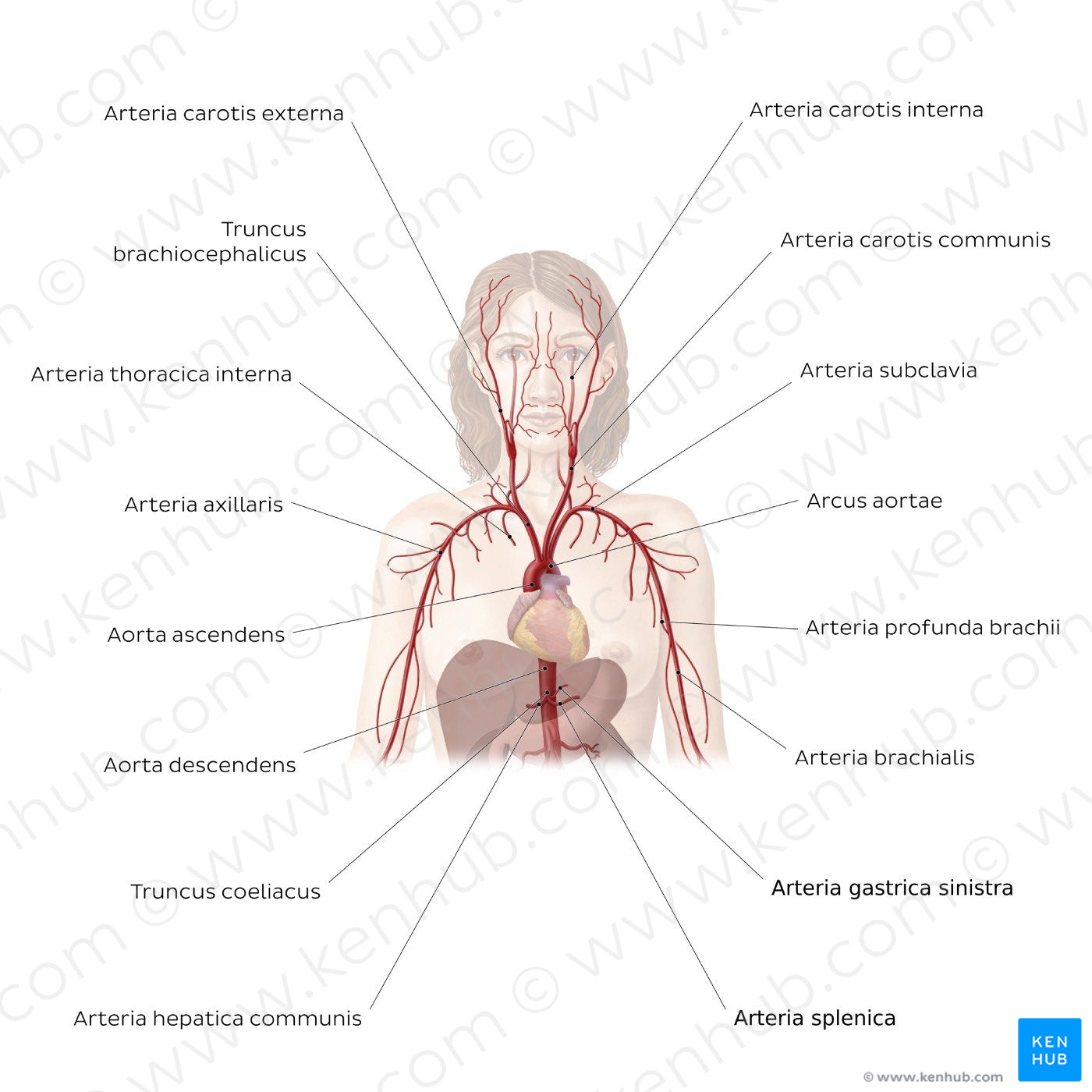Cardiovascular system: Arteries of the upper part of the body (Latin)