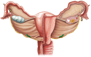 Ureter (#9832)