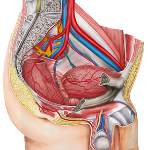 Left inferior vesical artery (#1983)