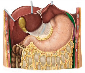 Parietal peritoneum (#7874)