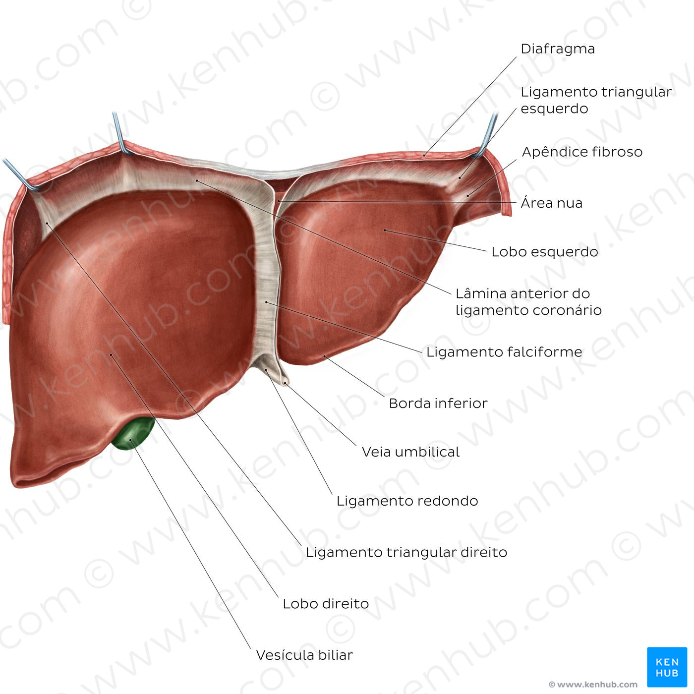 Anterior view of the liver (Portuguese)
