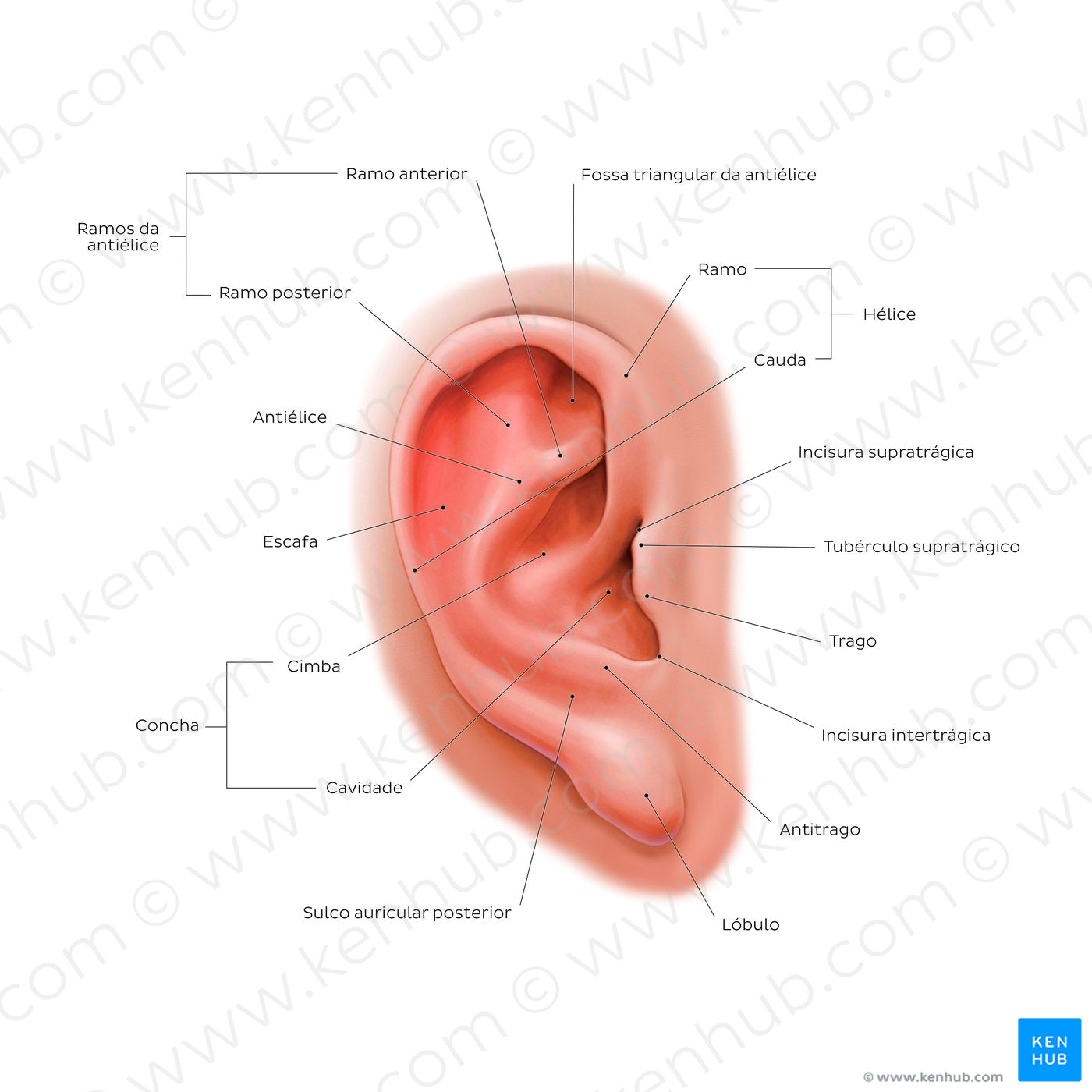 External ear: lateral view (Portuguese)