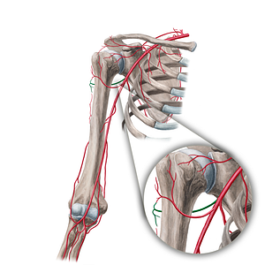Posterior circumflex humeral artery (#1039)