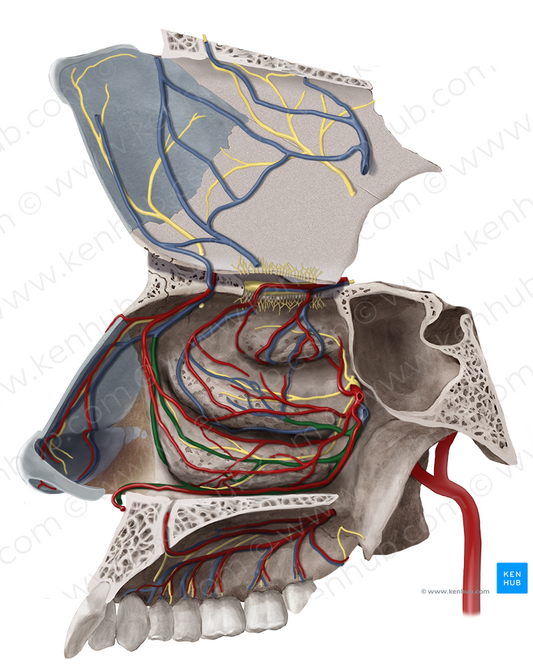 Posterior lateral nasal branches of sphenopalatine vein (#8520)