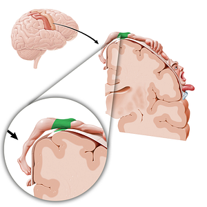 Motor cortex of trunk (#11089)