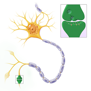 Synapse (#13596)