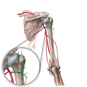 Posterior circumflex humeral artery (#1040)