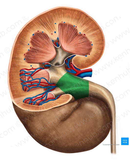 Renal pelvis (#7849)